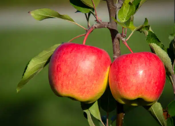 Best Superfoods for Healthy Skin