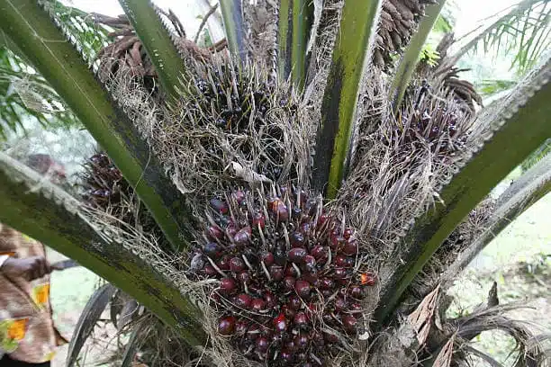 Top Agricultural Products in High Demand