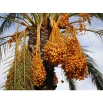 Yakata Dried Date Fruit - Dabino - 50 Pcs - Image 4