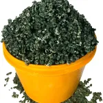 Periwinkle: A Custard