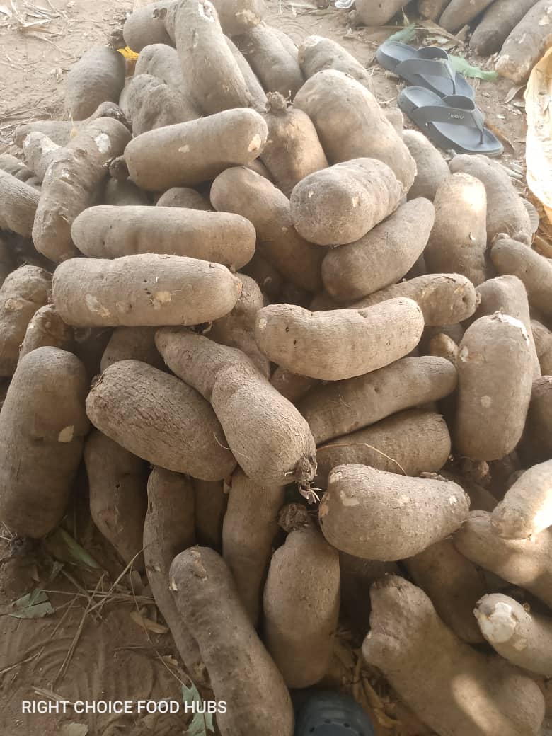 WhatsApp Image 2025-12-16 at 7.43.05 PM Premium Farm-Fresh Yam (100 Tubers) - Image 1