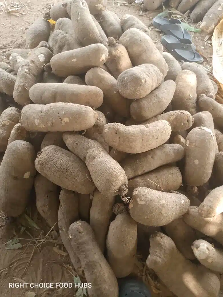 Premium Farm-Fresh Yam (100 Tubers)