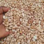 30-Pack Custard Beans – ST SeafoodStuff & More