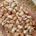 Bag of 30 Custard Brown Beans – ST SeafoodStuff & More