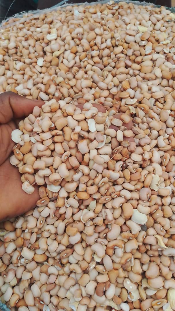 WhatsApp Image 2025-12-16 at 7.43.06 PM 30-Pack Custard Beans – ST SeafoodStuff & More - Image 1