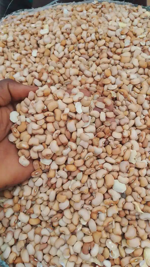 30-Pack Custard Beans – ST SeafoodStuff & More