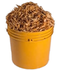 16f4263a-8cb3-4891-9428-e7ebac1ac9a7-converted Clean Crayfish – 1 Custard - Image 1