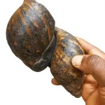 Bush Snails – 30 Medium Pieces