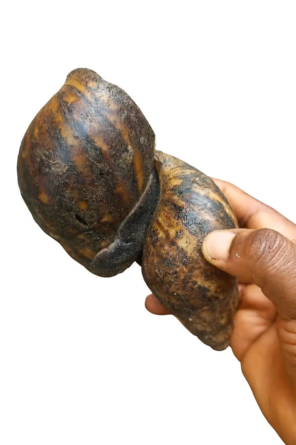 Bush Snails – 30 Medium Pieces