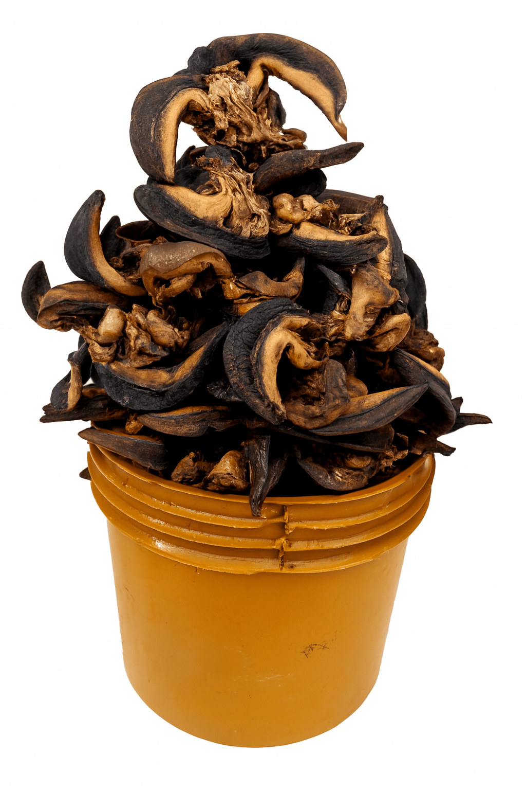 Copilot_20260126_141220 Premium Dried Snails – Whole & Natural Jumbo size | NadoOrganic Food - Image 1