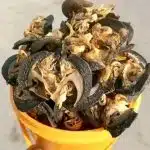 CN-INTERNATIONAL Snail – 100pcs Jumbo per Custard