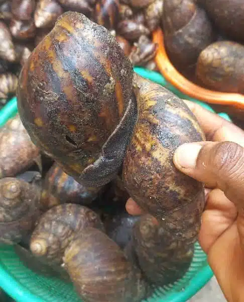 Bush Snails – 30 Medium Pieces - Image 2