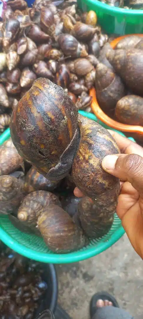 Bush Snails – 30 Medium Pieces