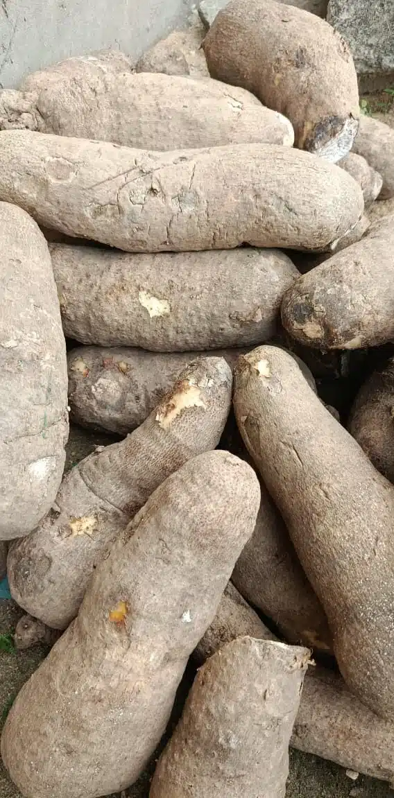 One Tuber of Yam