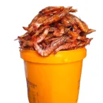 Dried Shrimp/Prawn (Paint Rubber)