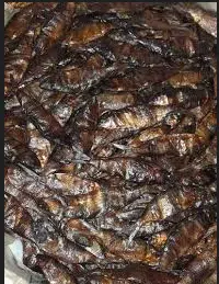 Fresh Mangala Fish - Premium Quality for Delicious Meals - Image 2
