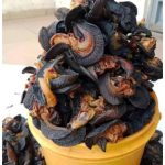 “Large Size – 100 pieces