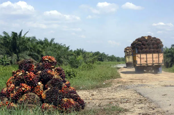 Buy Palm Oil Online in Nigeria