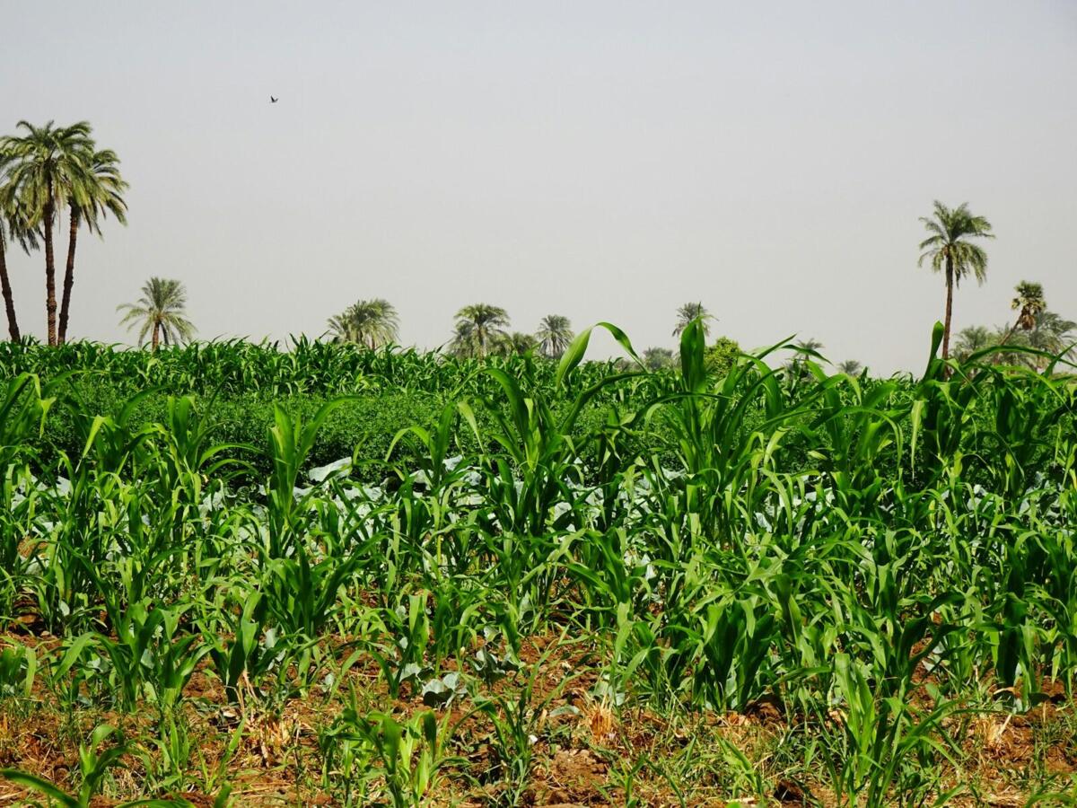 African Non GMO Crops