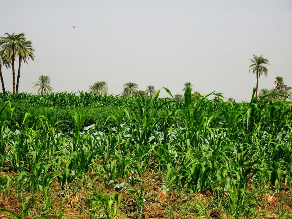 African Non GMO Crops