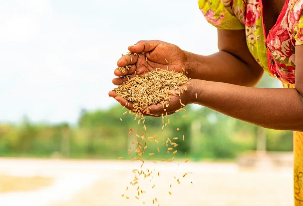 Investing in Africas Emerging Organic Export Sector