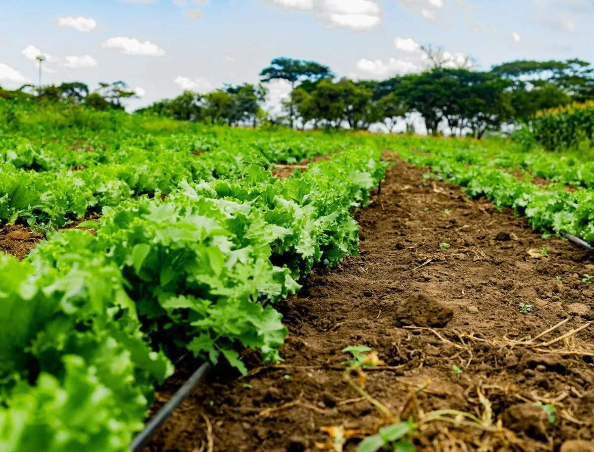 Investing in Africas Emerging Organic Export Sector