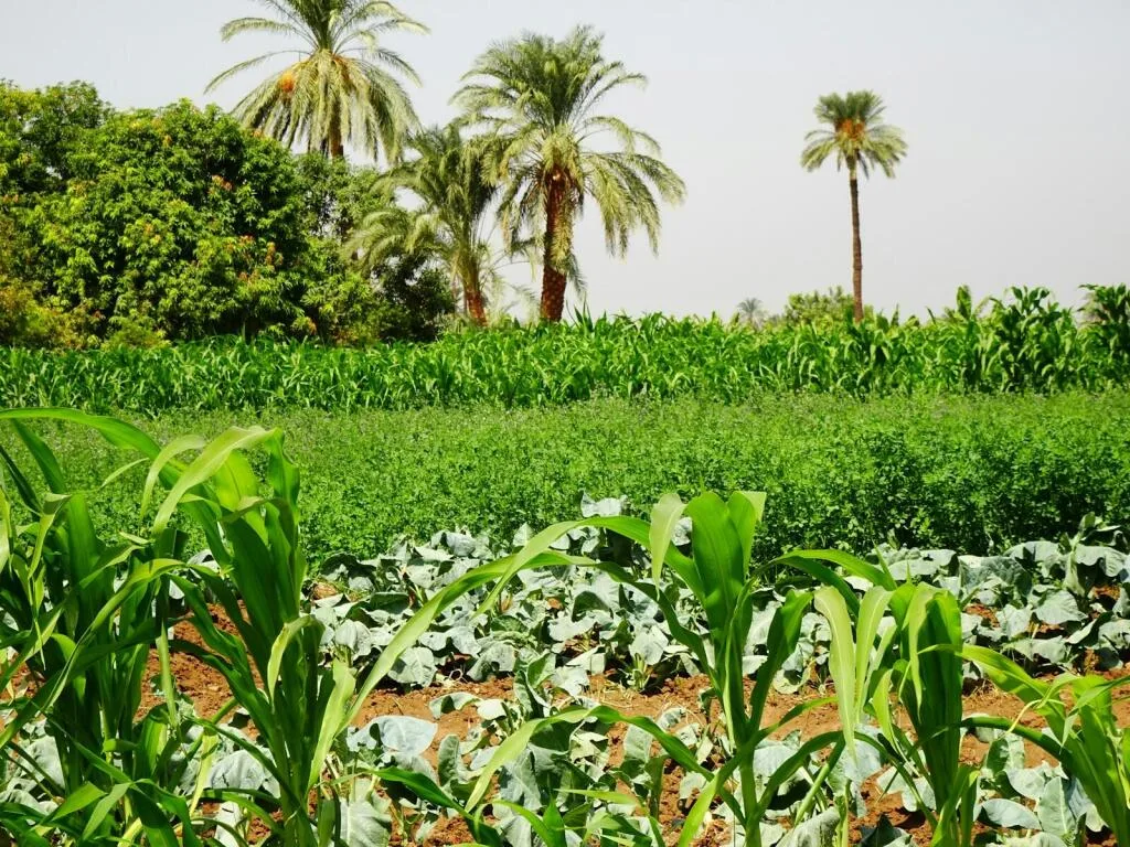 How to Sell Your Agro Products from Africa to the International