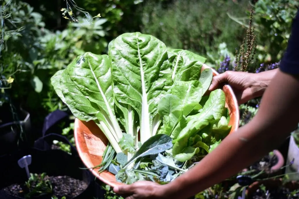 Top 15 Superfoods to Boost Your Immune System in Africa
