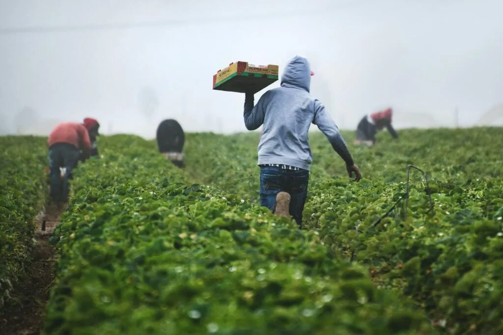 Top 10 Agricultural Export Products from Nigeria in High Demand Globally